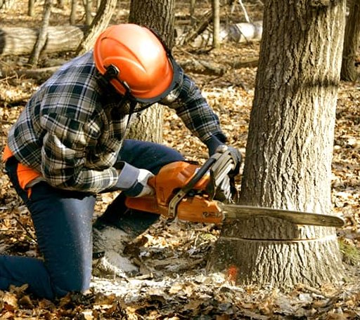 Tree Removal in Fate, TX